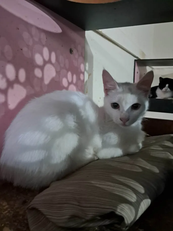 Gato ra a SRD-ViraLata idade 2 a 6 meses nome Rony