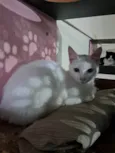 Rony