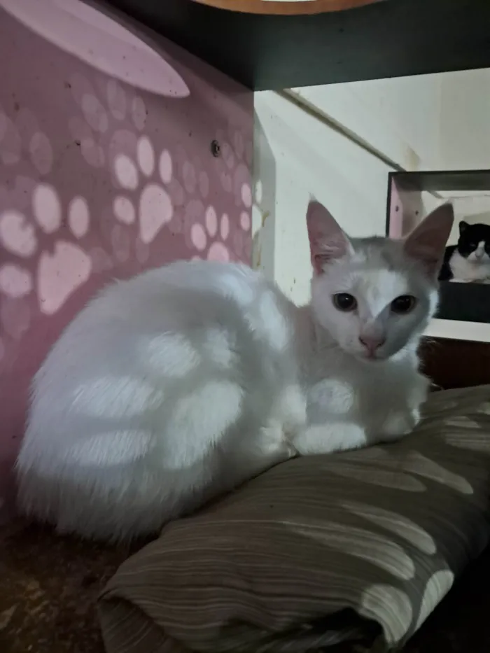 Gato ra a SRD-ViraLata idade 2 a 6 meses nome Rony