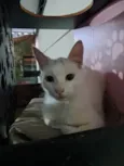 Rony