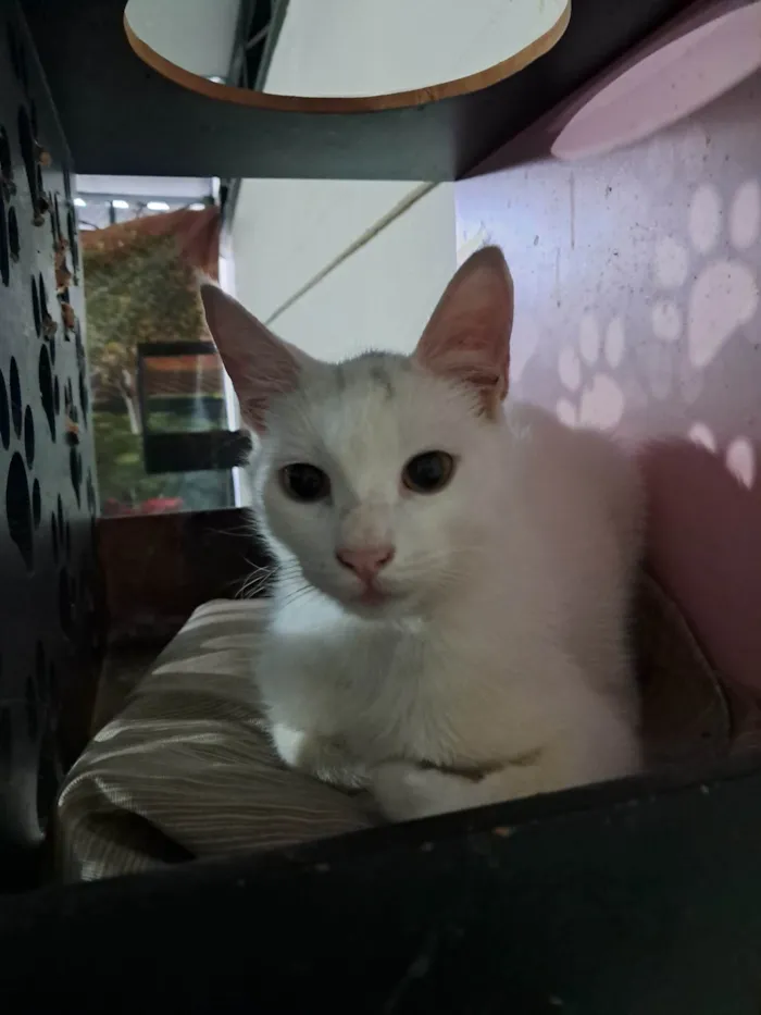 Gato ra a SRD-ViraLata idade 2 a 6 meses nome Rony