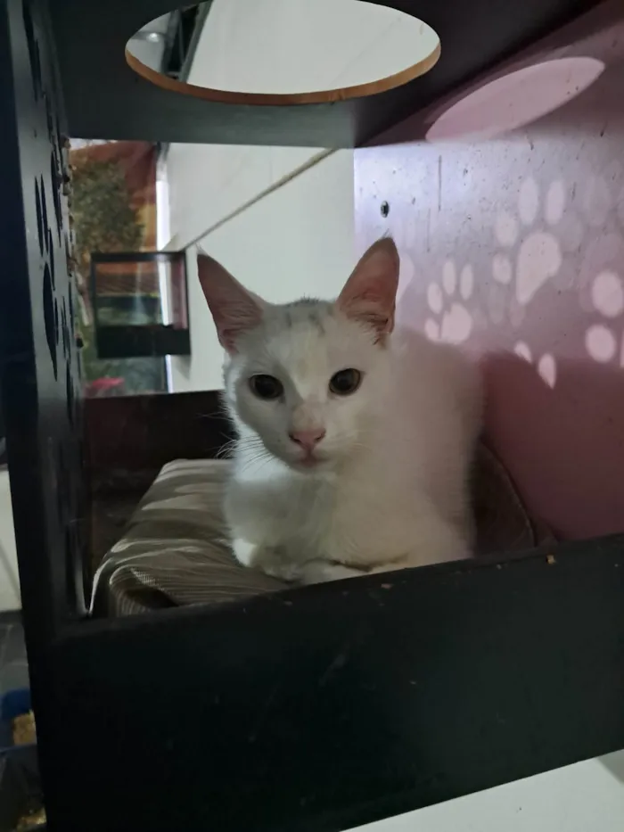 Gato ra a SRD-ViraLata idade 2 a 6 meses nome Rony