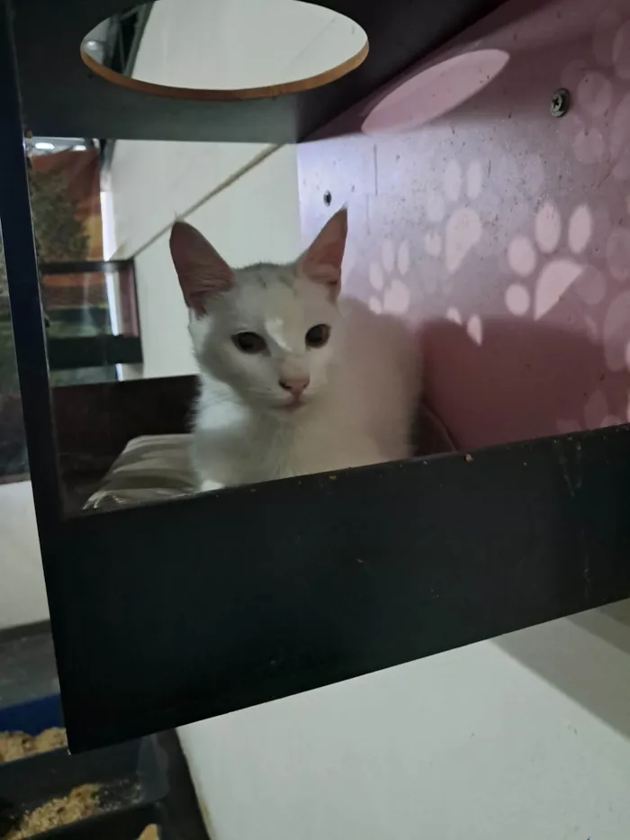 Gato ra a SRD-ViraLata idade 2 a 6 meses nome Rony