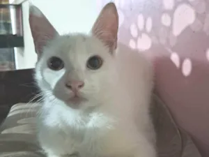 Gato raça SRD-ViraLata idade 2 a 6 meses nome Rony