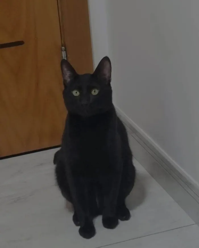 Gato ra a SRD-ViraLata idade 2 anos nome Calunguinha 