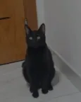 Calunguinha