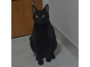 Gato raça SRD-ViraLata idade 2 anos nome Calunguinha 