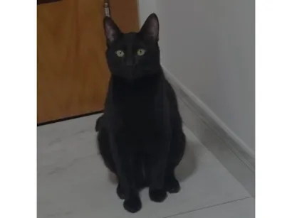 Gato raça SRD-ViraLata idade 2 anos nome Calunguinha 