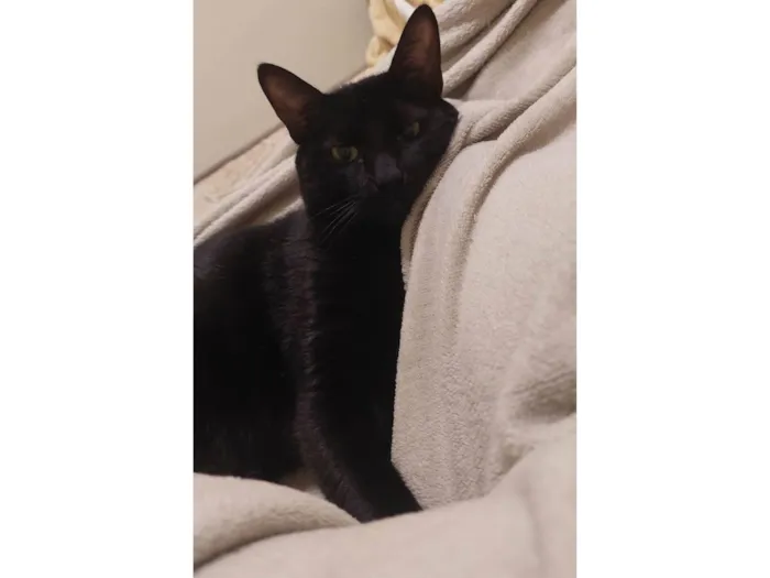 Gato ra a SRD-ViraLata idade 2 anos nome Calunguinha 