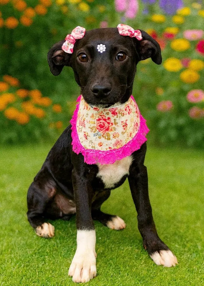 Cachorro ra a SRD-ViraLata idade 2 a 6 meses nome Fly