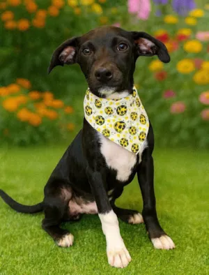 Cachorro raça SRD-ViraLata idade 2 a 6 meses nome Cometa
