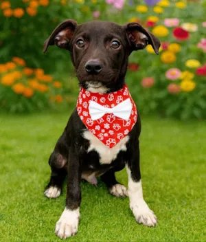 Cachorro raça SRD-ViraLata idade 2 a 6 meses nome Raio