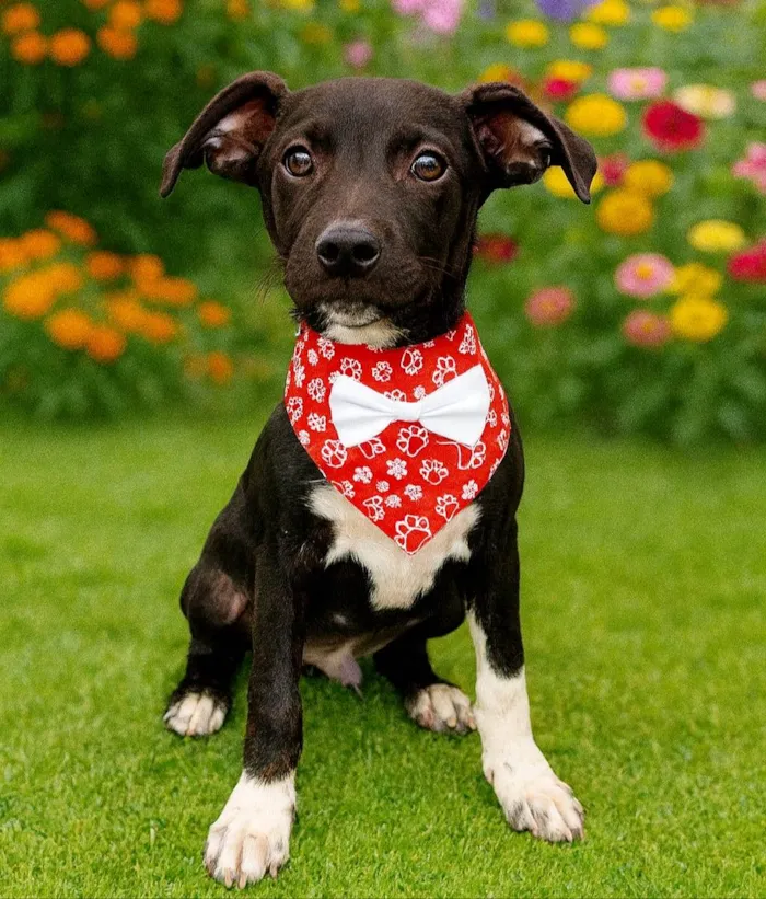 Cachorro ra a SRD-ViraLata idade 2 a 6 meses nome Raio
