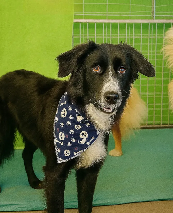 Cachorro ra a SRD-ViraLata idade 2 anos nome Gael