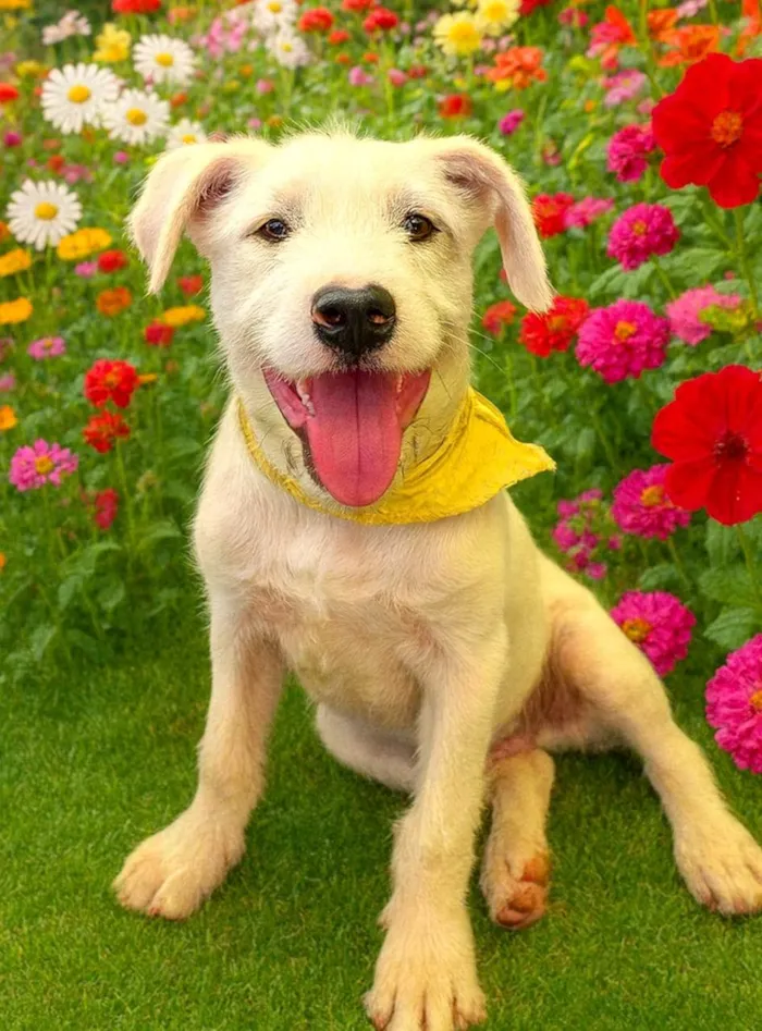 Cachorro ra a SRD-ViraLata idade 7 a 11 meses nome Frederico