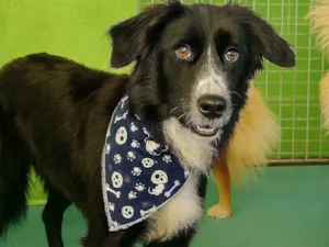 Cachorro raça SRD-ViraLata idade 2 anos nome Gael
