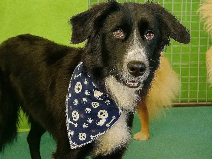Cachorro ra a SRD-ViraLata idade 2 anos nome Gael