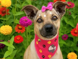 Cachorro raça SRD-ViraLata idade 2 anos nome Margarida 