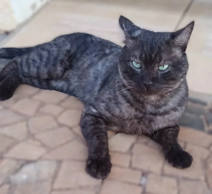 Gato ra a SRD-ViraLata idade 4 anos nome Paschoal