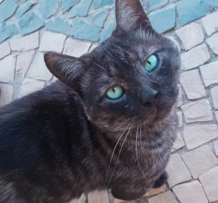 Gato ra a SRD-ViraLata idade 4 anos nome Paschoal
