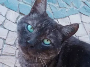 Gato raça SRD-ViraLata idade 4 anos nome Paschoal