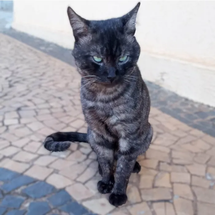 Gato ra a SRD-ViraLata idade 4 anos nome Paschoal