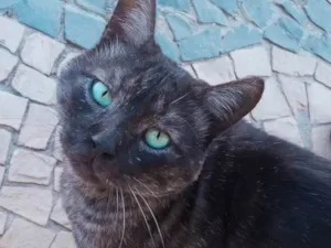 Gato raça SRD-ViraLata idade 4 anos nome Paschoal