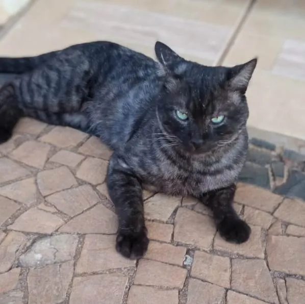 Gato ra a SRD-ViraLata idade 4 anos nome Paschoal