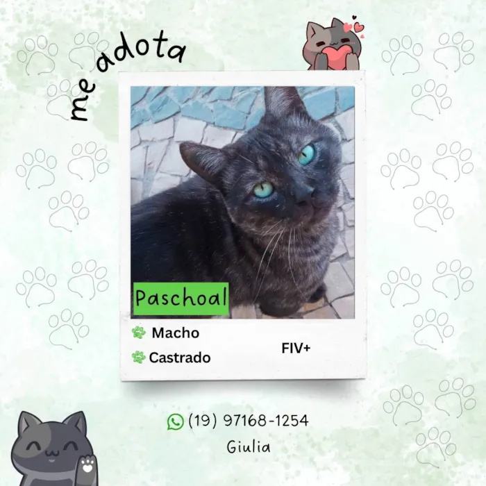 Gato ra a SRD-ViraLata idade 4 anos nome Paschoal