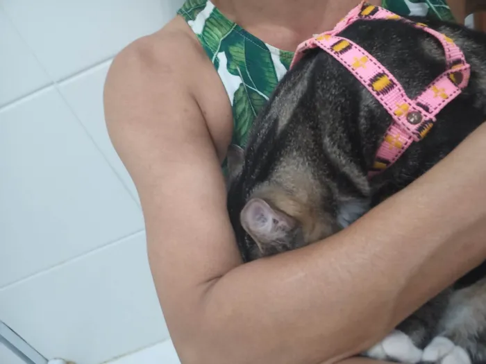 Gato ra a Exótico idade 7 a 11 meses nome Yude