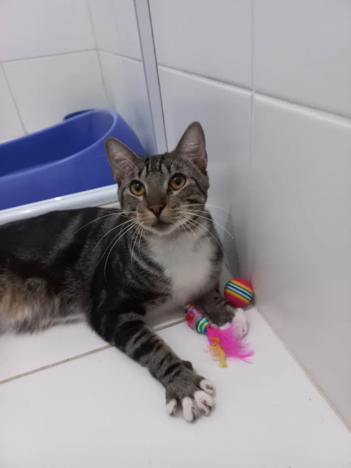 Gato ra a Exótico idade 7 a 11 meses nome Yude