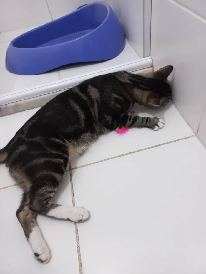 Gato ra a Exótico idade 7 a 11 meses nome Yude