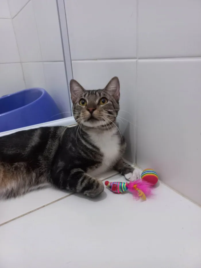 Gato ra a Exótico idade 7 a 11 meses nome Yude