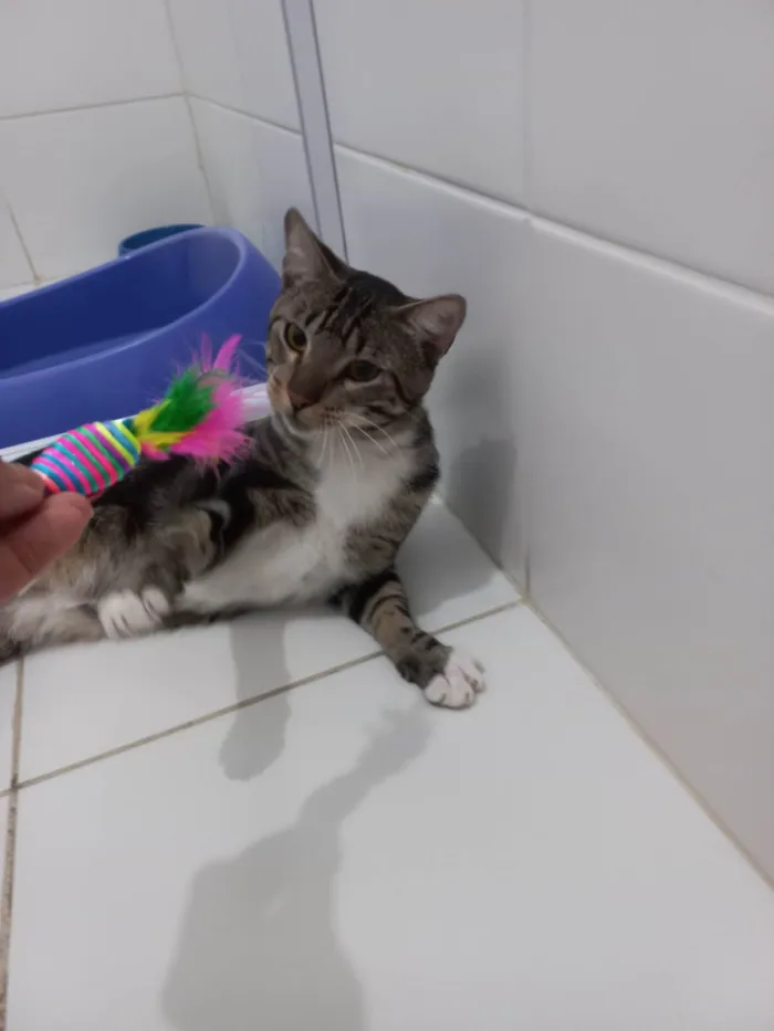 Gato ra a Exótico idade 7 a 11 meses nome Yude