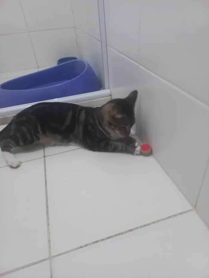 Gato ra a Exótico idade 7 a 11 meses nome Yude