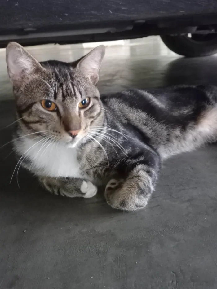 Gato ra a Exótico idade 7 a 11 meses nome Yude