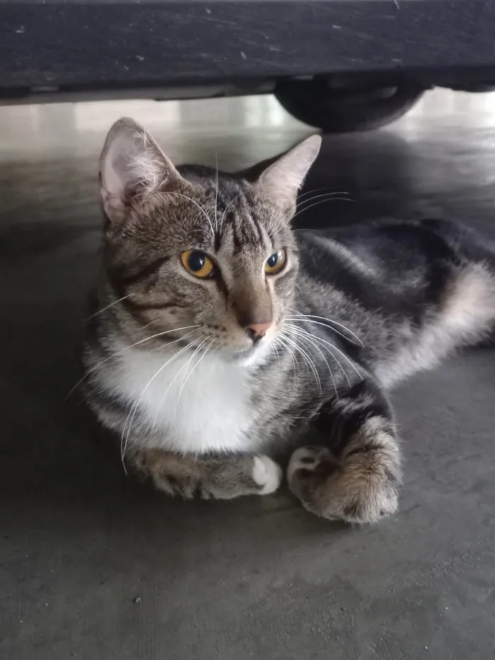 Gato ra a Exótico idade 7 a 11 meses nome Yude