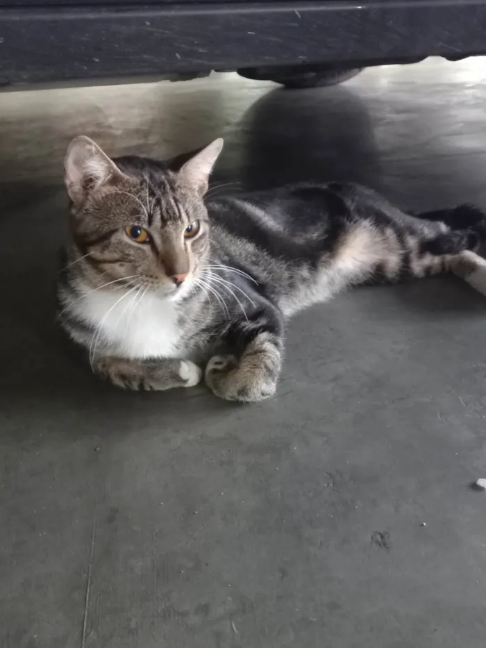 Gato ra a Exótico idade 7 a 11 meses nome Yude