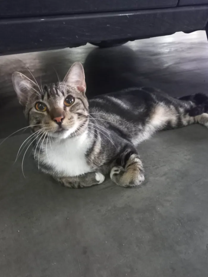 Gato ra a Exótico idade 7 a 11 meses nome Yude
