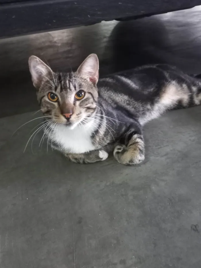 Gato ra a Exótico idade 7 a 11 meses nome Yude