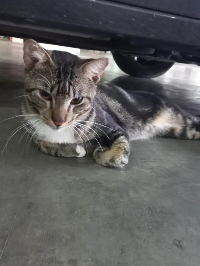 Gato ra a Exótico idade 7 a 11 meses nome Yude