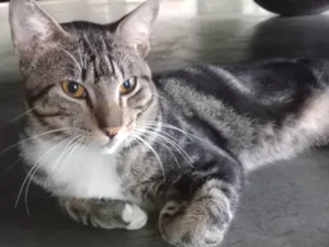 Gato raça Exótico idade 7 a 11 meses nome Yude