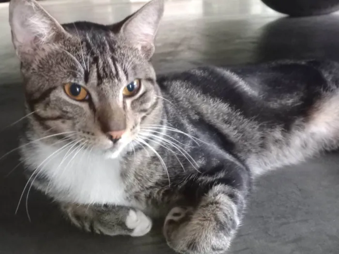 Gato ra a Exótico idade 7 a 11 meses nome Yude