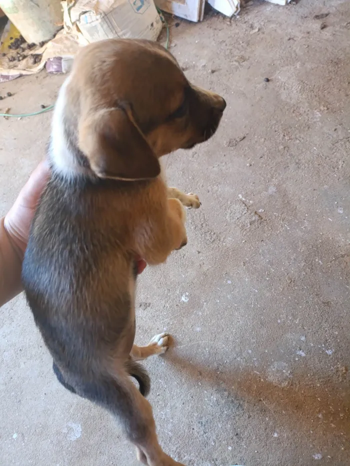 Cachorro ra a SRD-ViraLata idade 2 a 6 meses nome Sami 