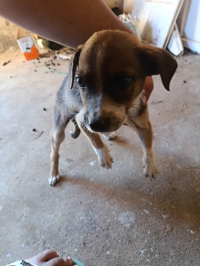 Cachorro ra a SRD-ViraLata idade 2 a 6 meses nome Sami 