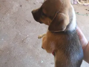 Cachorro raça SRD-ViraLata idade 2 a 6 meses nome Sami 