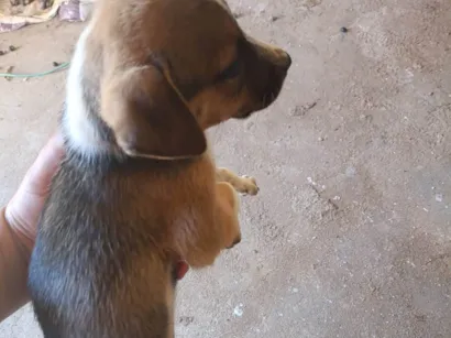 Cachorro raça SRD-ViraLata idade 2 a 6 meses nome Sami 