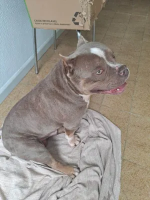 Cachorro raça Pit-Bull idade 2 anos nome Zeus