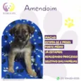 Amendoim