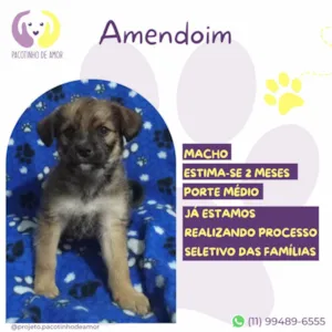 Cachorro raça SRD-ViraLata idade Abaixo de 2 meses nome Amendoim